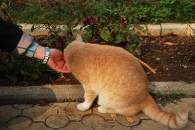 Прикрепленное изображение: cat_0087.jpg